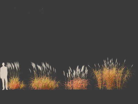 Miscanthus purpurascens - Flame Grass Modello 3D