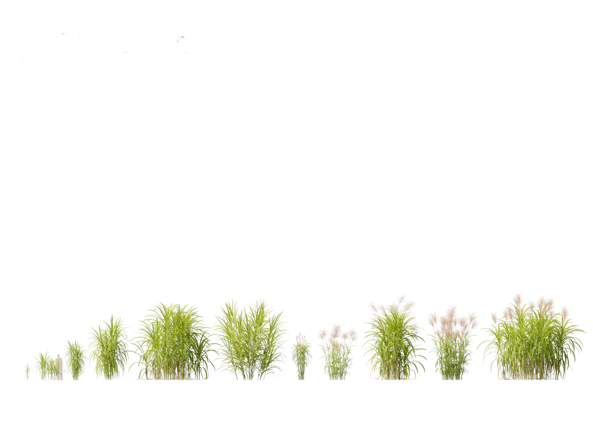 Miscanthus giganteus - Giant miscanthus 3D Model .c4d .max .obj .3ds .fbx .stl .blend 
