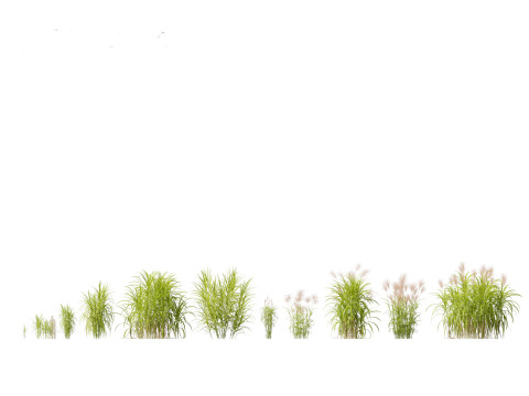 Miscanthus giganteus - Giant miscanthus 3D Model