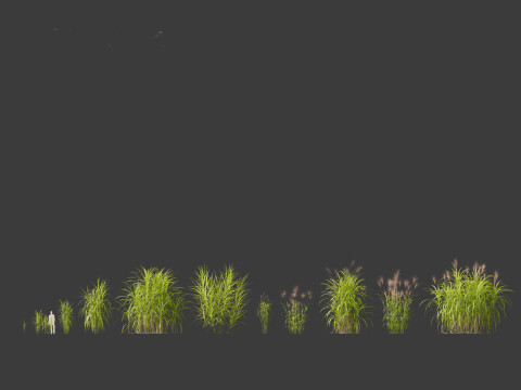 Miscanthus giganteus - Giant miscanthus 3D Модель