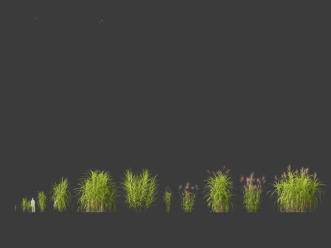 Miscanthus giganteus - Giant miscanthus 3D Model