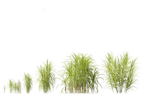Miscanthus giganteus - Giant miscanthus 3D Модель