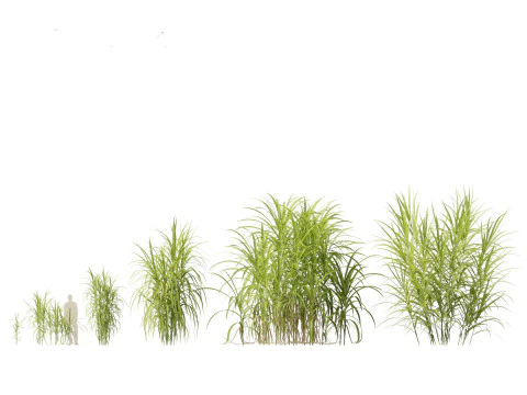 Miscanthus giganteus - Giant miscanthus 3D Model