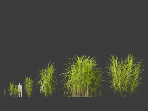 Miscanthus giganteus - Giant miscanthus 3D Модель