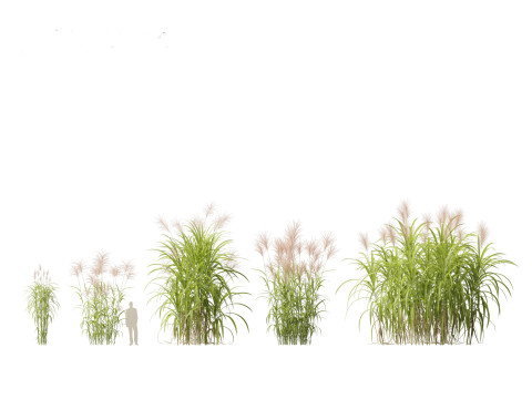 Miscanthus giganteus - Giant miscanthus 3D Модель