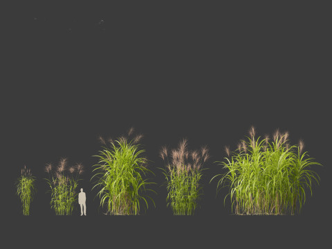 Miscanthus giganteus - Giant miscanthus 3D Модель