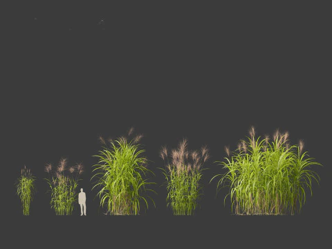Miscanthus giganteus - Giant miscanthus 3D Model