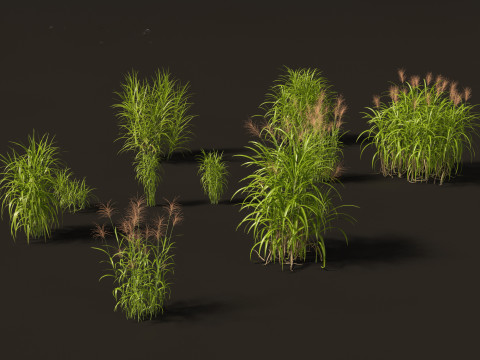 Miscanthus giganteus - Giant miscanthus 3D Модель