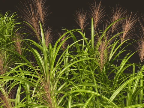 Miscanthus giganteus - Giant miscanthus 3D Model