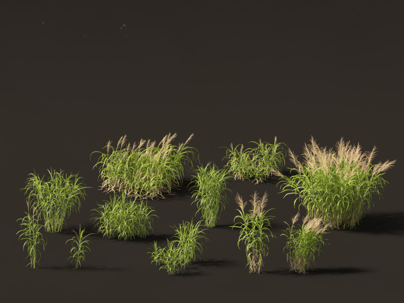 Miscanthus floridulus - Giant Chinese silver grass 3D Модель .c4d .max .obj .3ds .fbx .stl .blend 