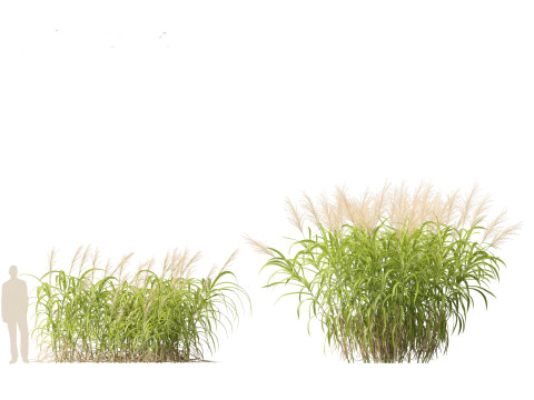 Miscanthus floridulus - Giant Chinese silver grass 3D Модель