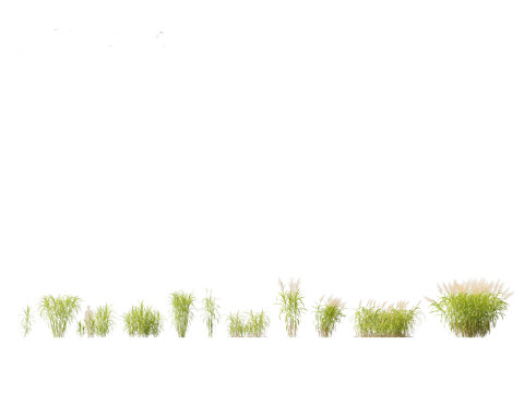 Miscanthus floridulus - Giant Chinese silver grass 3D Модель