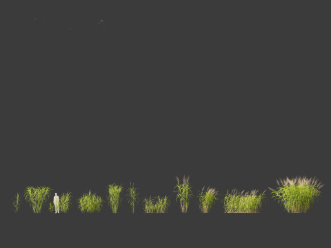 Miscanthus floridulus - Giant Chinese silver grass 3D Модель