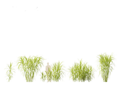 Miscanthus floridulus - Giant Chinese silver grass 3D Модель
