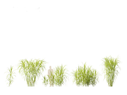 Miscanthus floridulus - Giant Chinese silver grass 3D Model
