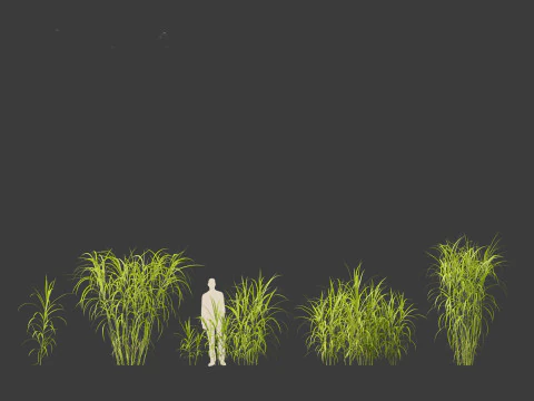 Miscanthus floridulus - Giant Chinese silver grass 3D Model