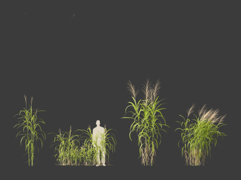 Miscanthus floridulus - Giant Chinese silver grass 3D Модель