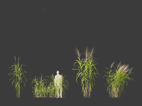 Miscanthus floridulus - Giant Chinese silver grass 3D Model