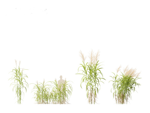 Miscanthus floridulus - Giant Chinese silver grass 3D Модель