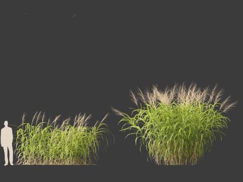 Miscanthus floridulus - Giant Chinese silver grass 3D Модель