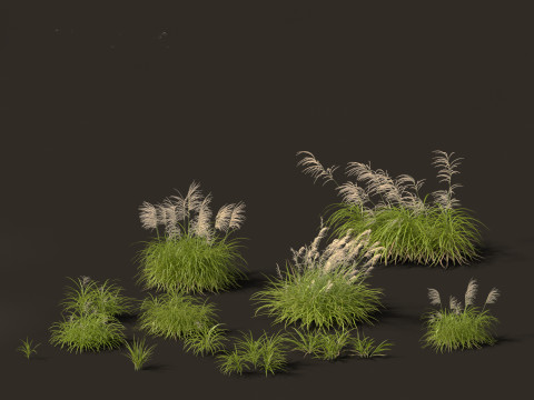 Miscanthus flavidus - Zebra grass 3Dモデル