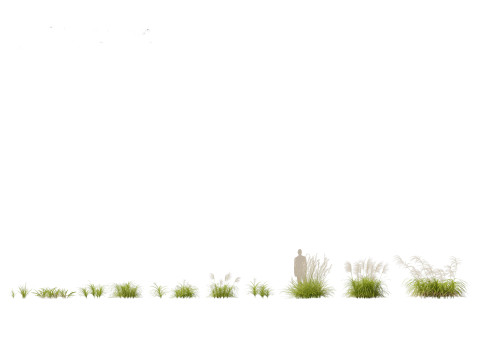 Miscanthus flavidus - Zebra grass 3D Model