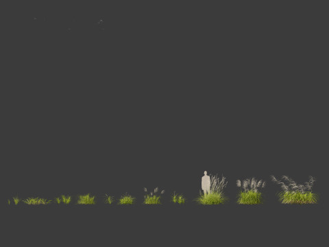 Miscanthus flavidus - Zebra grass 3D Model