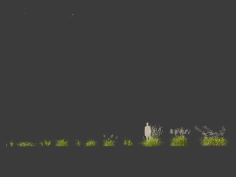 Miscanthus flavidus - Zebra grass 3D Model