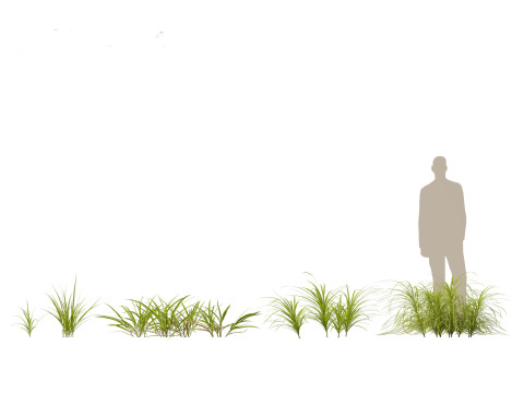 Miscanthus flavidus - Zebra grass 3D Model
