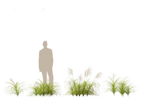 Miscanthus flavidus - Zebra grass 3D Model
