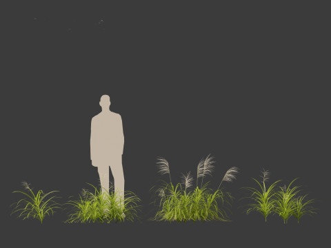Miscanthus flavidus - Zebra grass 3D Model