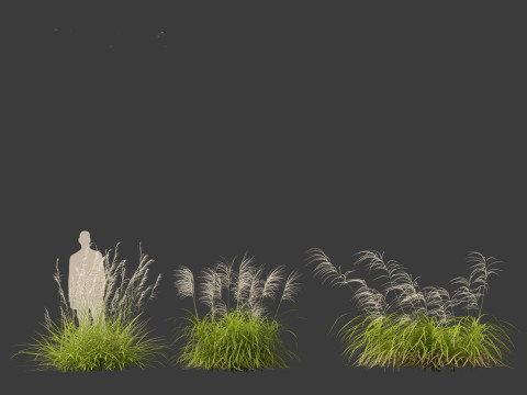 Miscanthus flavidus - Zebra grass 3D Model
