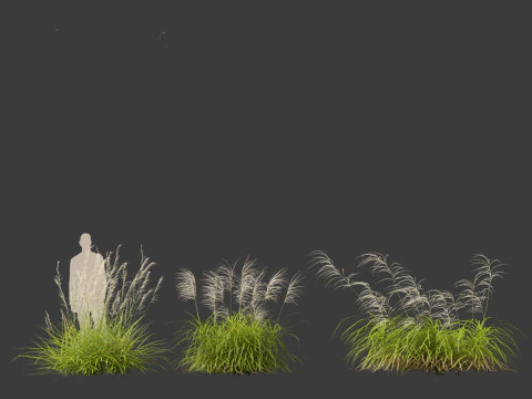 Miscanthus flavidus - Zebra grass 3D Model