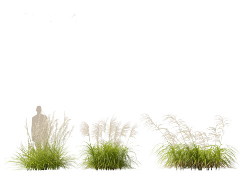 Miscanthus flavidus - Zebra grass 3D Model