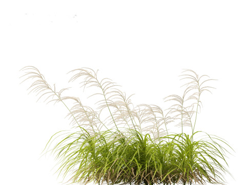 Miscanthus flavidus - Zebra grass 3D Model