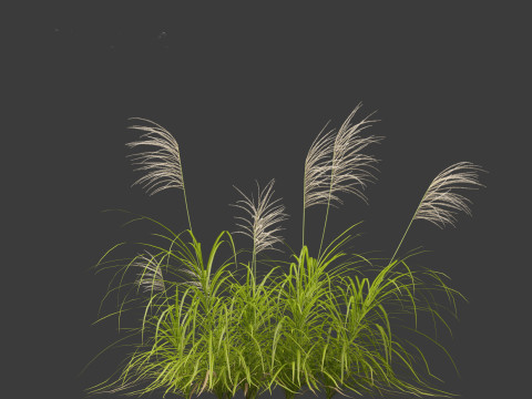 Miscanthus flavidus - Zebra grass 3D Model