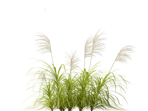 Miscanthus flavidus - Zebra grass 3D Model