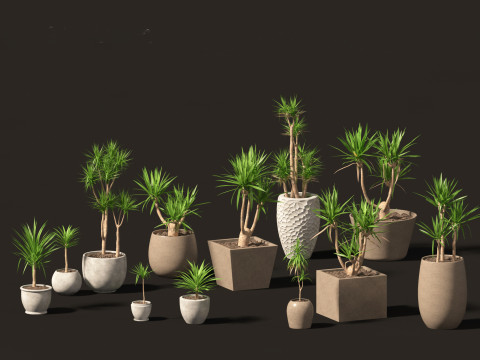 Yucca elephantipes - spineless yucca 3D Model