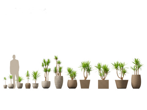 Yucca elephantipes - spineless yucca 3D Model
