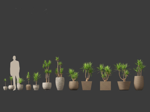 Yucca elephantipes - spineless yucca 3D Model
