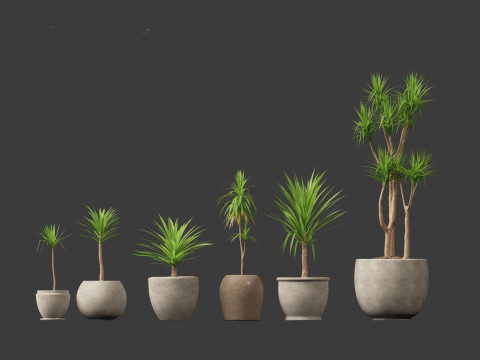 Yucca elephantipes - spineless yucca 3D Model