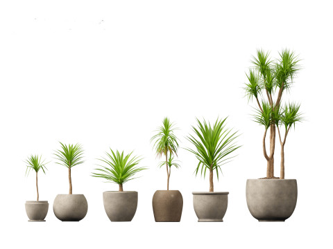 Yucca elephantipes - spineless yucca 3D Model