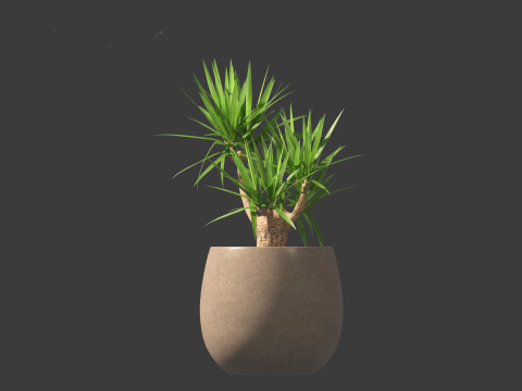 Yucca elephantipes - spineless yucca 3D Model