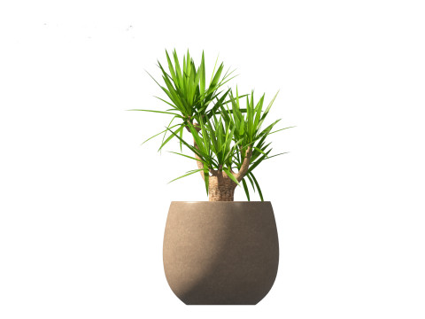 Yucca elephantipes - spineless yucca 3D Model