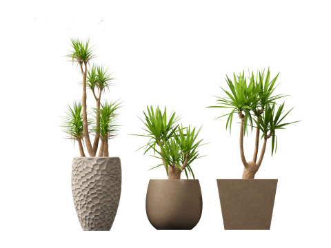 Yucca elephantipes - spineless yucca 3D Model
