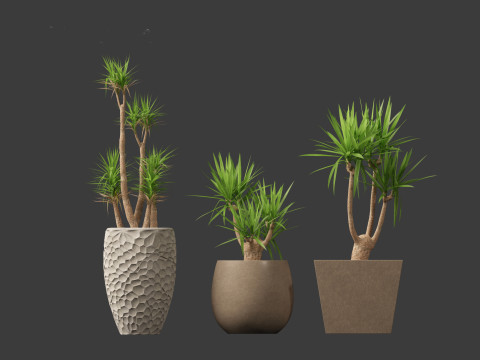 Yucca elephantipes - spineless yucca 3D Model