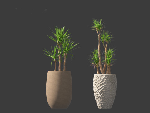 Yucca elephantipes - spineless yucca 3D Model