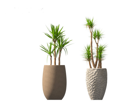 Yucca elephantipes - spineless yucca 3D Model
