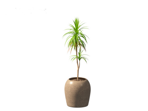 Yucca elephantipes - spineless yucca 3D Model