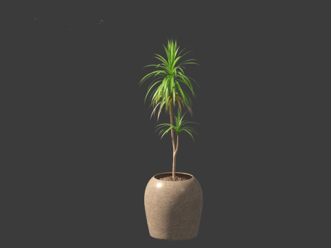 Yucca elephantipes - spineless yucca 3D Model